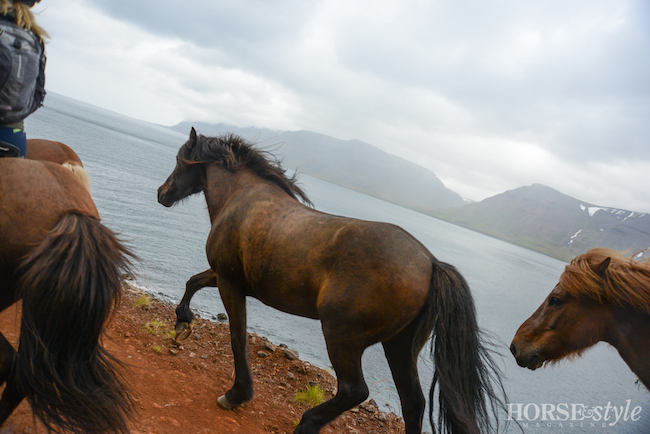 4icelandcliffs-3